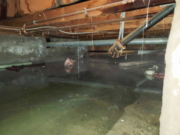 Best Commercial water damage restoration  in Guadalupe, AZ